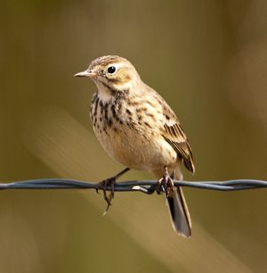 Anthus rubescens -Harney County, Oregon, USA-8.jpg