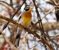 Bunting, Somali Golden-breasted (cropped).jpg