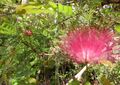 Calliandra haematocephala 1 hatem moushir.JPG