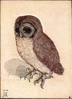 Albrecht Dürer (1471-1528), Owl, (1508), Watercolour and bodycolour, Albertina, Vienna. Dürer made careful studies of nature, including paintings of plants and animals.