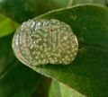 Egg mass on leaf away from water