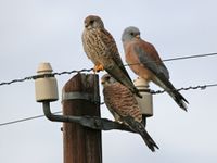 Male and female Lesser Kestrels.jpg