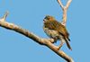 Pallid Honeyguide.jpg