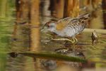 Baillon's Crake - Beeliar.jpg