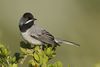 Ruppell's warbler.jpg