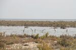 A lake with some dummy birds on for hunting purposes