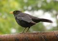 Blackbird (male)