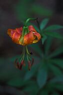 Carolina Lily.jpg