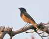 Black Redstart I2 IMG 0862.jpg