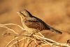 Northern wryneck by David Raju (cropped).jpg