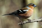 Chaffinch (fringilla coelebs) m.jpg