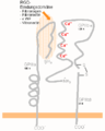 Integrin (captions in German)