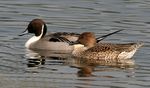 Northern Pintails (Male & Female) I IMG 0911.jpg