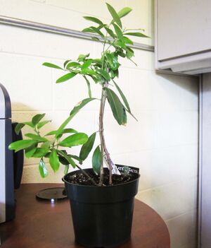 Yerba mate young plant