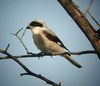 Lesser Grey Shrike by Daniel Bastaja.jpg