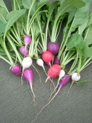 Radish 3371103037 4ab07db0bf o.jpg