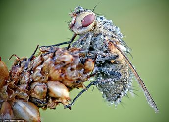 Cone fly with me! This little bug sits on the end of a leaf or cone, staying motionless until the sun gives it a good drying off.