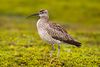 Whimbrel Numenius phaeopus.jpg