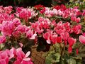 cultivated cyclamen