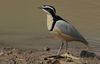 Flickr - Rainbirder - Egyptian Plover (Pluvianus aegyptius).jpg