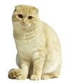 Lilac-coated Scottish Fold