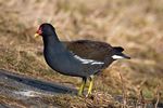 Common-Moorhen.jpg