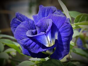 Flor de Clitoria ternatea.jpg