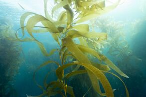 Giant kelp, a brown algae, is not a true plant, yet it is multicellular and can grow to 50m