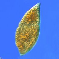 Gyrodinium, one of the few naked dinoflagellates which lack armour