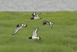 أربع طيور بالغة تحلق (Hamburger Hallig, فريزيا الشمالية)