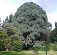 Montezuma Pine at Sheffield Park.jpg