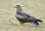 2007-black-kite.jpg