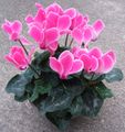 cultivated cyclamen