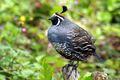 California Quail mail in Golden Gate Park.JPG