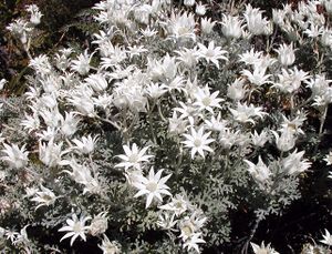 Flannel Flower Henry Head2 email.jpg