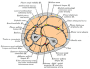 Cross-section through middle of forearm