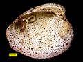 Sponge borings (Entobia) and encrusters on a modern bivalve shell, North Carolina.