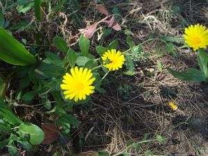 Calendula suffruticosa.JPG