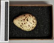 Egg, at Museum Wiesbaden.