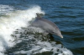 The bottlenose dolphin has the highest encephalization of any animal after humans[369]