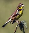 Yellow-breasted bunting in Nepal 02 -Cropped.jpg