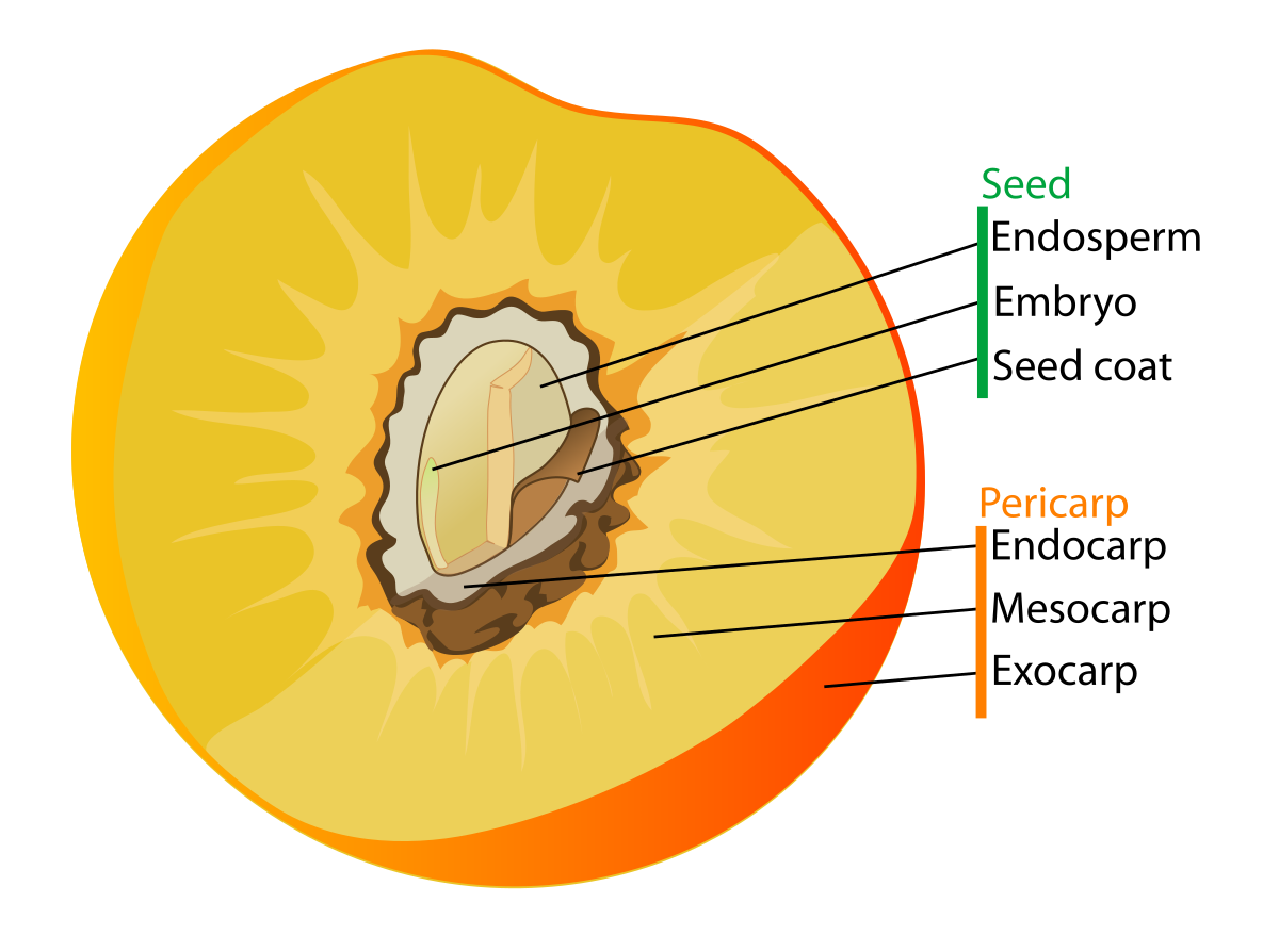 ملفdrupe Fruit Diagram Ensvg المعرفة