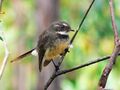 Grey fantail3444.jpg