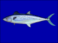 Indo-Pacific king mackerel