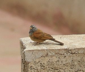 Emberiza striolata2.jpg