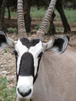 Gemsbok1.jpg