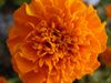 African Marigold.jpg