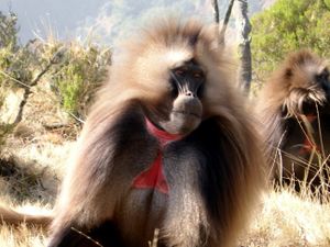 Gelada-Pavian.jpg