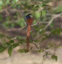 Asian Paradise Flycatcher.jpg