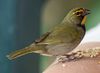 Yellow-faced-grassquit-eating-seeds.jpg